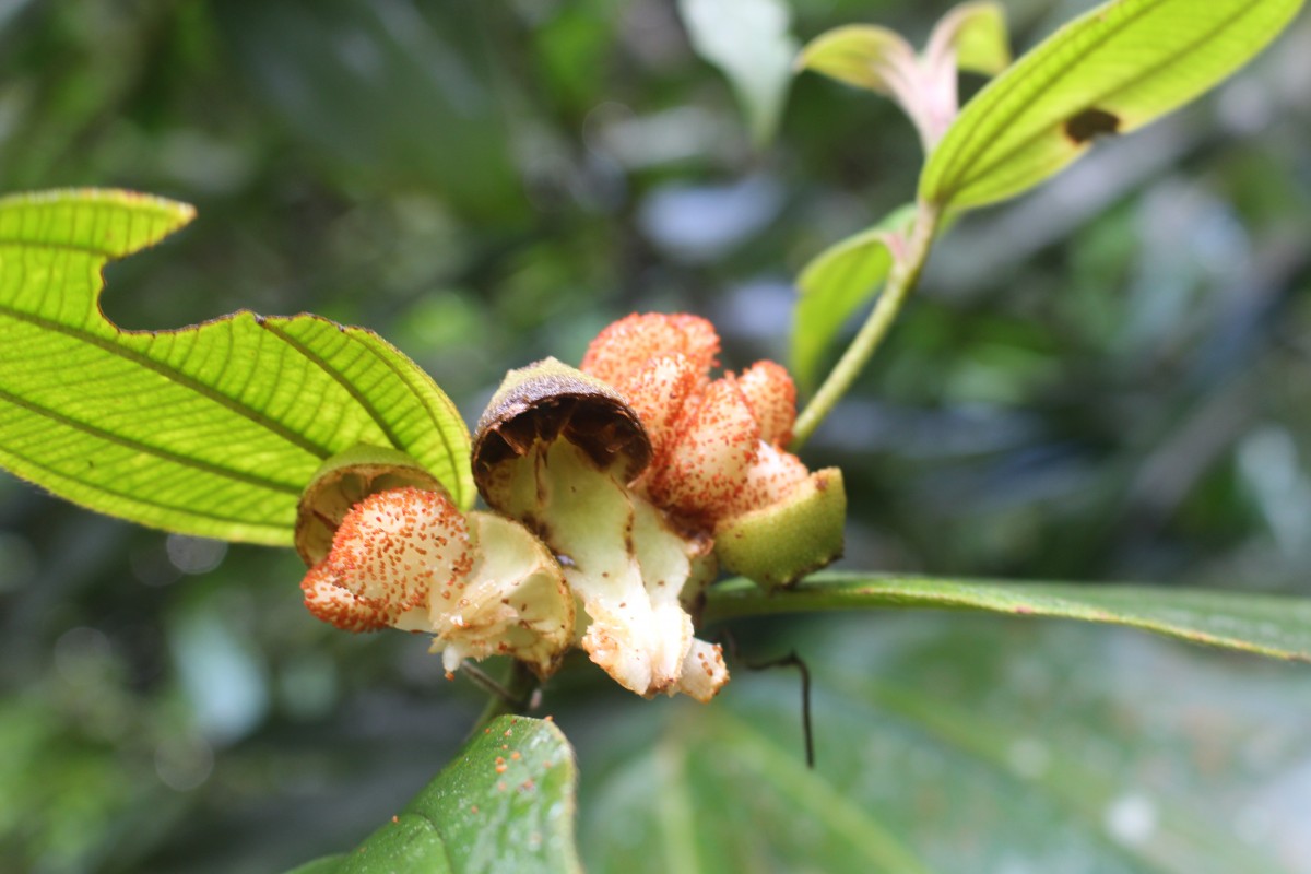 Melastoma sp.